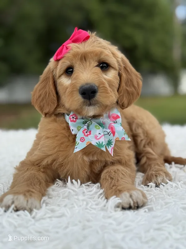 Aurora- F1 mini  – Goldendoodle puppy for sale in Frostproof, FL