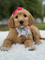 Aurora- F1 mini , a female Goldendoodle for sale in Frostproof, FL – 1 of 10