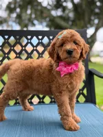 Lulú- F1b Medium , a female Goldendoodle for sale in Frostproof, FL – 5 of 10