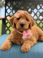 Bubbles- F1b Medium, a female Goldendoodle for sale in Frostproof, FL – 10 of 10