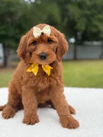 Willow- F1b Medium, a female Goldendoodle for sale in Frostproof, FL – 8 of 10