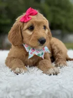 Aurora- F1 mini , a female Goldendoodle for sale in Frostproof, FL – 3 of 10