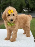 River- F1b Medium , a female Goldendoodle for sale in Frostproof, FL – 9 of 10