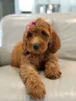 Everly- F1b Medium, a female Goldendoodle for sale in Frostproof, FL – 5 of 10