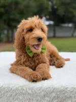 Ranger- F1b Medium , a male Goldendoodle for sale in Frostproof, FL – 3 of 9