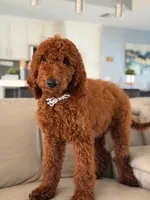 Graham- F1b Standard , a male Goldendoodle for sale in Frostproof, FL – 4 of 10