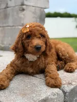 Ellie- F1b Medium, a female Goldendoodle for sale in Frostproof, FL – 10 of 10
