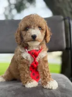 Bentley- F1bb Mini , a male Goldendoodle for sale in Frostproof, FL – 9 of 10
