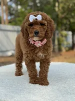 Pixie- F1b Mini, a female Goldendoodle for sale in Frostproof, FL – Photo 10 of 10