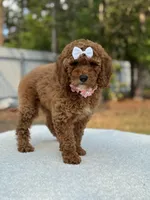 Pixie- F1b Mini, a female Goldendoodle for sale in Frostproof, FL – Photo 3 of 10