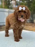 Pixie- F1b Mini, a female Goldendoodle for sale in Frostproof, FL – Photo 5 of 10