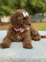 Pixie- F1b Mini, a female Goldendoodle for sale in Frostproof, FL – Photo 9 of 10