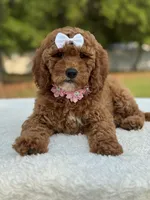 Pixie- F1b Mini, a female Goldendoodle for sale in Frostproof, FL – Photo 1 of 10
