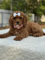 Pixie- F1b Mini, a female Goldendoodle for sale in Frostproof, FL – Photo 2 of 10