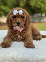 Pixie- F1b Mini, a female Goldendoodle for sale in Frostproof, FL – Photo 8 of 10