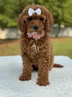 Pixie- F1b Mini, a female Goldendoodle for sale in Frostproof, FL – Photo 4 of 10