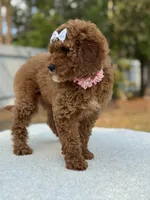 Pixie- F1b Mini, a female Goldendoodle for sale in Frostproof, FL – Photo 6 of 10