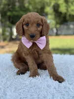 Ace- F1 mini , a male Goldendoodle for sale in Frostproof, FL – 2 of 9