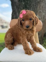 Savannah- F1b Standard , a female Goldendoodle for sale in Frostproof, FL – 2 of 10