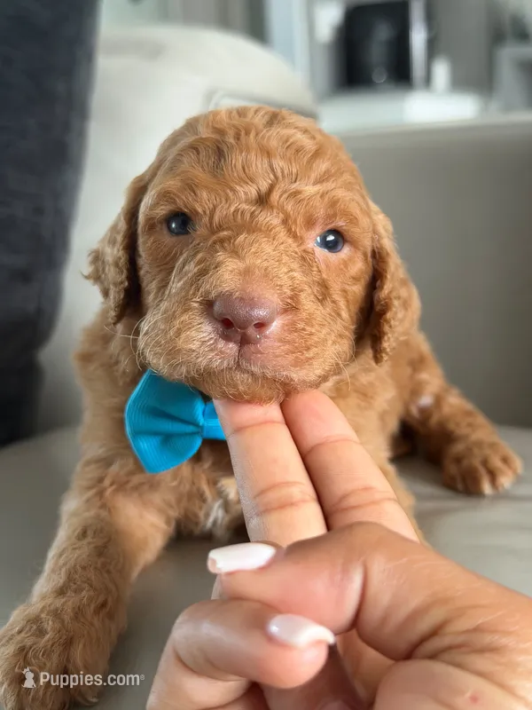 Solomon- F1b Standard  – Goldendoodle puppy for sale in Frostproof, FL