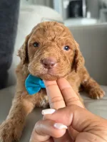 Solomon- F1b Standard , a male Goldendoodle for sale in Frostproof, FL – 1 of 10