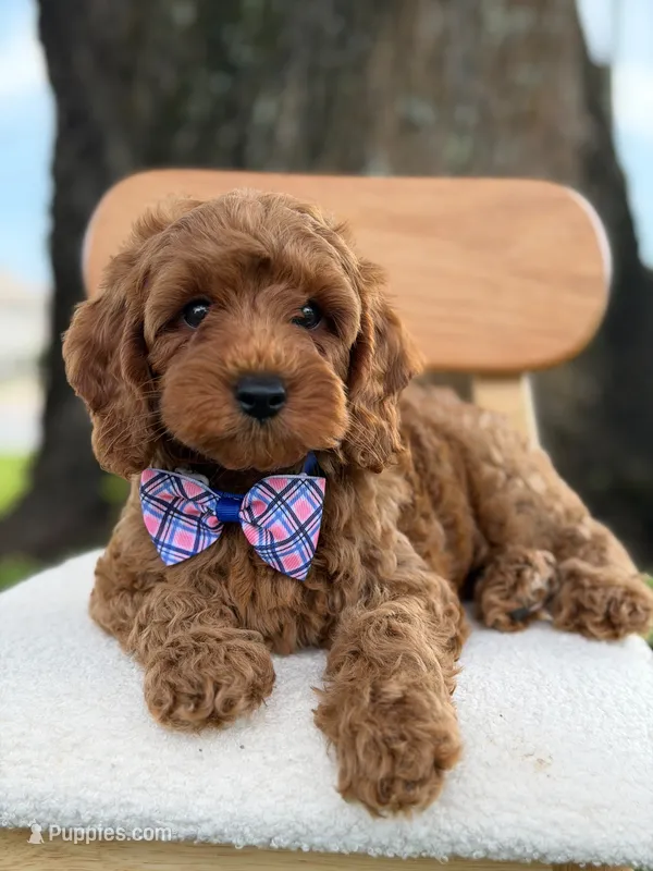 Scooby- F1b Toy  – Goldendoodle puppy for sale in Frostproof, FL