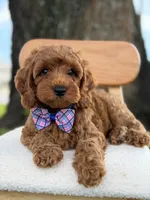 Scooby- F1b Toy , a male Goldendoodle for sale in Frostproof, FL – 1 of 10
