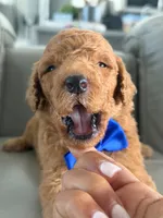 Shiloh- F1b Standard , a male Goldendoodle for sale in Frostproof, FL – 4 of 8