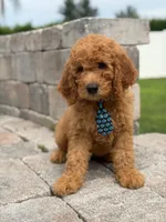 Emmett- F1b Medium , a male Goldendoodle for sale in Frostproof, FL – 8 of 10