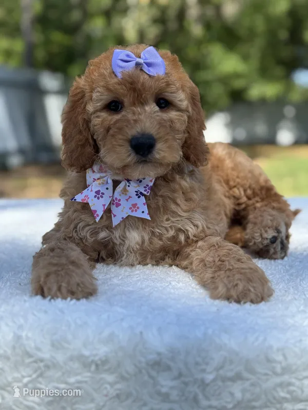 Cassia-F1b mini  – Goldendoodle puppy for sale in Frostproof, FL