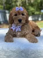 Cassia-F1b mini , a female Goldendoodle for sale in Frostproof, FL – Photo 1 of 10