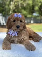 Cassia-F1b mini , a female Goldendoodle for sale in Frostproof, FL – Photo 8 of 10