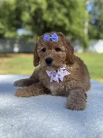 Cassia-F1b mini , a female Goldendoodle for sale in Frostproof, FL – Photo 2 of 10
