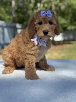 Cassia-F1b mini , a female Goldendoodle for sale in Frostproof, FL – Photo 10 of 10