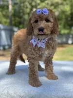 Cassia-F1b mini , a female Goldendoodle for sale in Frostproof, FL – Photo 5 of 10
