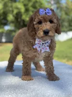 Cassia-F1b mini , a female Goldendoodle for sale in Frostproof, FL – Photo 6 of 10
