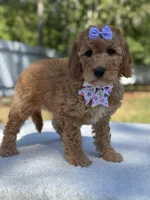 Cassia-F1b mini , a female Goldendoodle for sale in Frostproof, FL – Photo 7 of 10