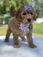 Cassia-F1b mini , a female Goldendoodle for sale in Frostproof, FL – Photo 4 of 10