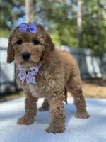 Cassia-F1b mini , a female Goldendoodle for sale in Frostproof, FL – Photo 3 of 10
