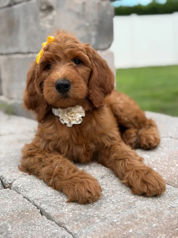 Eloise- F1b Medium  – Goldendoodle puppy for sale in Frostproof, FL