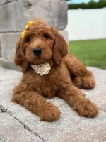 Eloise- F1b Medium , a female Goldendoodle for sale in Frostproof, FL – 1 of 10