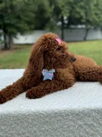 Camille- F1b Standard, a female Goldendoodle for sale in Frostproof, FL – 6 of 10