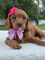 Tiana- F1b Mini , a female Goldendoodle for sale in Frostproof, FL – 2 of 9