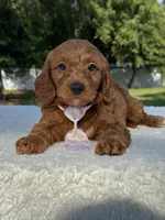 Tucker- F1b Mini , a male Goldendoodle for sale in Frostproof, FL – 2 of 10
