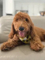 Winston- F1b Medium, a male Goldendoodle for sale in Frostproof, FL – 1 of 9