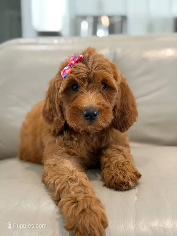 Everly- F1b Medium – Goldendoodle puppy for sale in Frostproof, FL