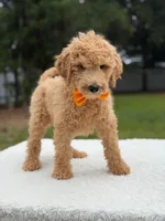 Ryder- F1b Medium , a male Goldendoodle for sale in Frostproof, FL – 5 of 10
