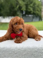 Tucker- F1b Mini , a male Goldendoodle for sale in Frostproof, FL – 10 of 10