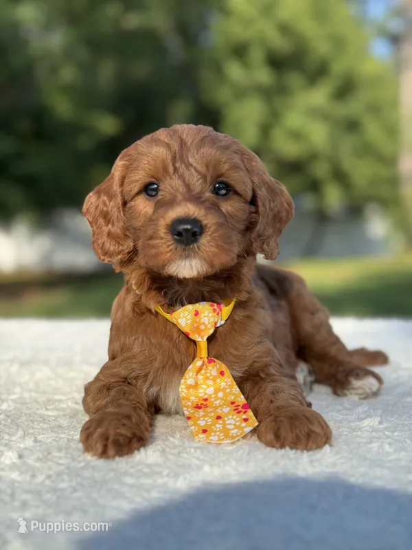 Teddy- F1b Mini  – Goldendoodle puppy for sale in Frostproof, FL