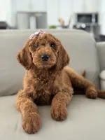 Vienna- F1b standard , a female Goldendoodle for sale in Frostproof, FL – 4 of 10